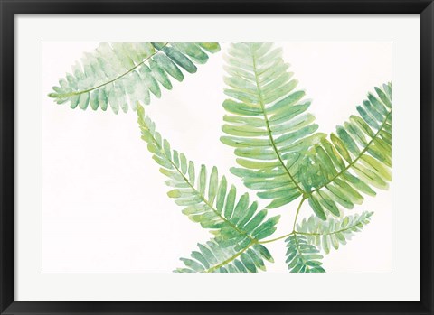 Framed Ferns I Square Print