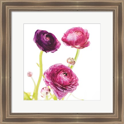 Framed Spring Ranunculus I Print