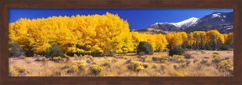 Framed Golden Aspen Trees, Colorado Print