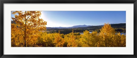 Framed Trees at Oxbow Bend, Grand Teton National Park, Wyoming Print