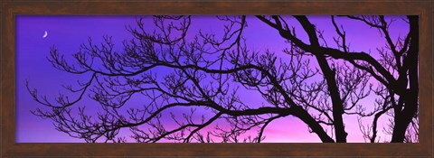 Framed Tree at Dusk, Purple Sky Print