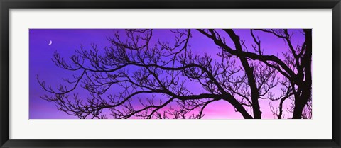 Framed Tree at Dusk, Purple Sky Print