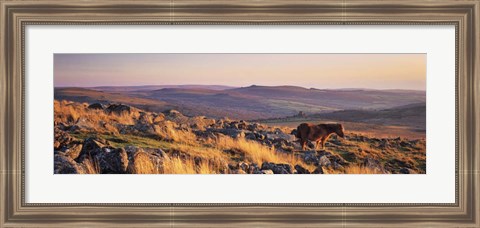 Framed Pony at Staple Tor, Devon, England Print