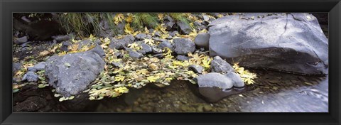 Framed Pilot Creek , Humboldt County, California Print