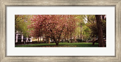 Framed Cherry blossom in  Madison Square Park, New York Print