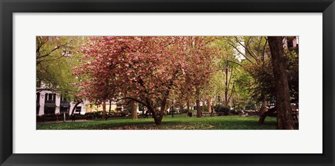 Framed Cherry blossom in  Madison Square Park, New York Print