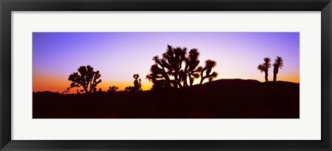 Framed Joshua Tree National Park, California Print