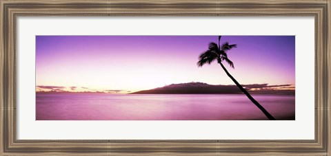 Framed Palm Tree on Purple, Maui, Hawaii Print