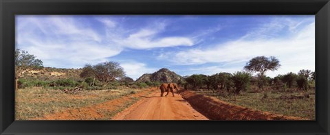 Framed Elephant in Tsavo East National Park, Kenya Print