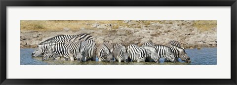 Framed Burchell&#39;s Zebras, Etosha National Park, Namibia Print