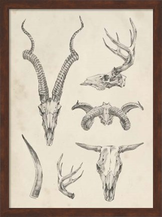 Framed Skull &amp; Antler Study I Print