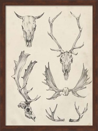 Framed Skull &amp; Antler Study II Print