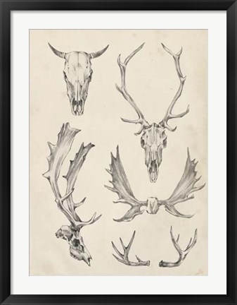 Framed Skull &amp; Antler Study II Print