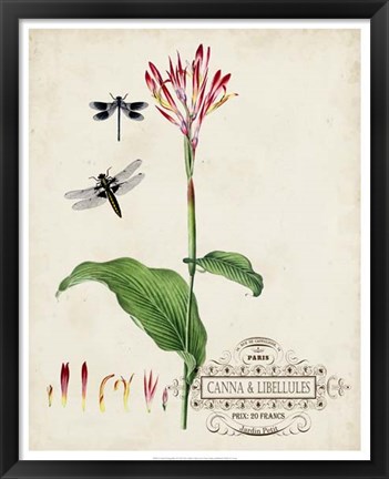 Framed Canna &amp; Dragonflies II Print