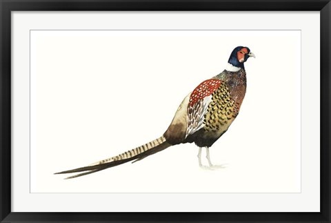 Framed Watercolor Pheasant I Print