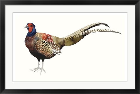 Framed Watercolor Pheasant II Print