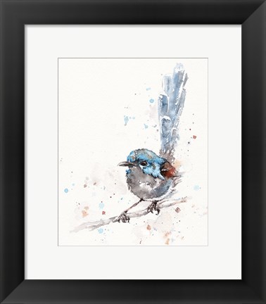 Framed Mischief in the Making (Variegated Fairy Wren) Print