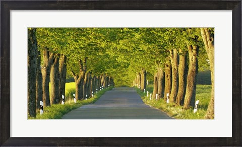 Framed Lime Tree Alley, Mecklenburg Lake District, Germany Print