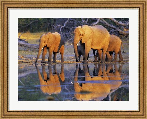 Framed African Elephants, Okavango, Botswana Print