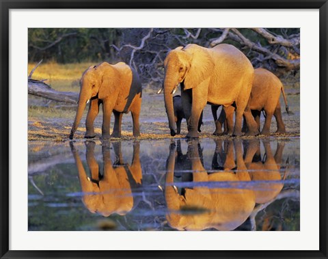 Framed African Elephants, Okavango, Botswana Print