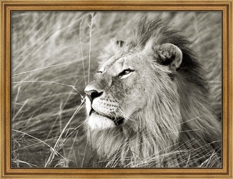 Framed African Lion, Masai Mara, Kenya 1 Print