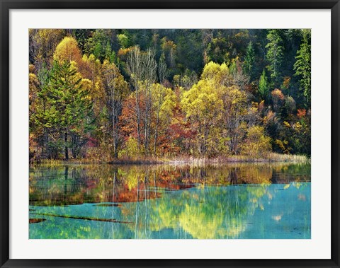 Framed Forest in autumn colours, Sichuan, China Print