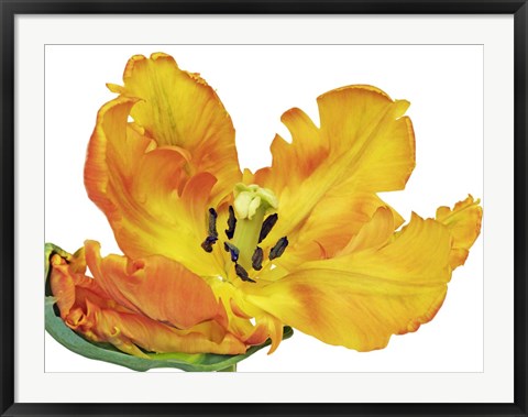 Framed Parrot Tulip Close-Up Print