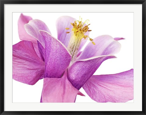 Framed Dark Columbine Close-Up Print