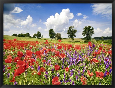 Framed Poppies And Vicias In Meadow, Mecklenburg Lake District, Germany Print