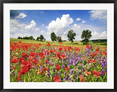 Framed Poppies And Vicias In Meadow, Mecklenburg Lake District, Germany Print