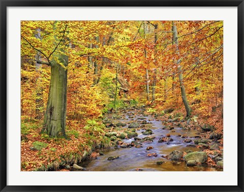 Framed Beech Forest In Autumn, Ilse Valley, Germany Print