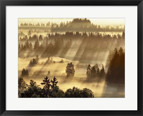 Framed Fog Impression At Sindelbachfilz, Bavaria, Germany Print