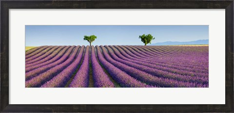 Framed Lavender Field, Provence, France Print