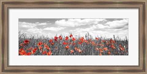 Framed Poppies In Corn Field, Bavaria, Germany Print