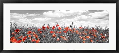 Framed Poppies In Corn Field, Bavaria, Germany Print