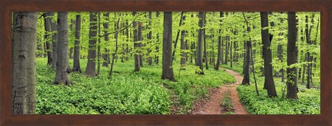 Framed Beech Forest, Germany Print