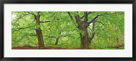 Framed European Beech, Kellerwald, Germany Print