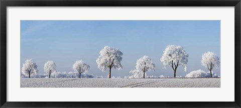 Framed Alley Tree With Frost, Bavaria, Germany Print