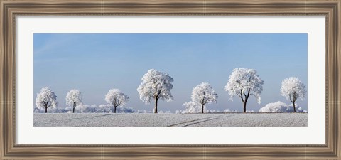 Framed Alley Tree With Frost, Bavaria, Germany Print