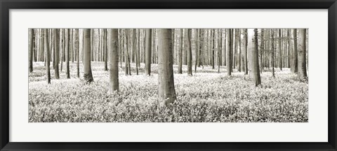 Framed Beech Forest With Bluebells, Belgium Print