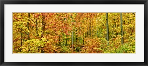 Framed Beech Forest in Autumn, Kassel, Germany Print