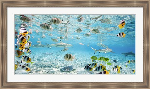 Framed Fish and sharks in Bora Bora lagoon Print