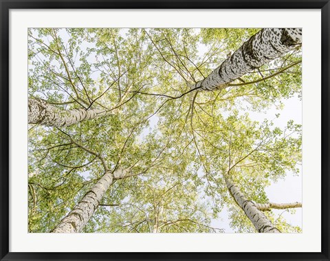 Framed Birch Woods in Spring Print