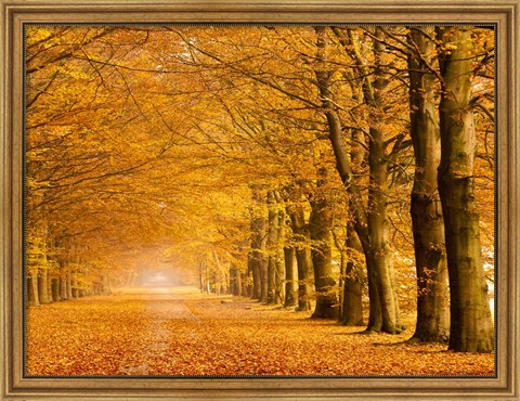 Framed Woods in Autumn Print