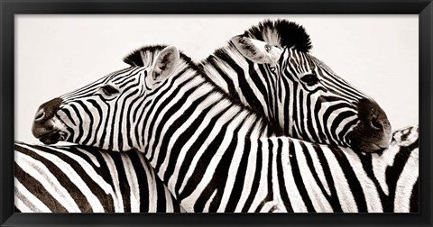 Framed Zebras in Love Print