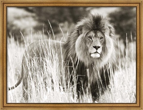 Framed Male Lion Print