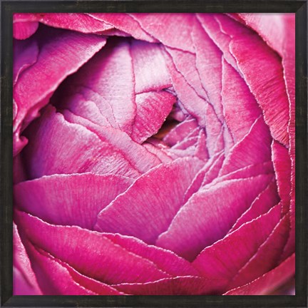 Framed Ranunculus Abstract III Color Print