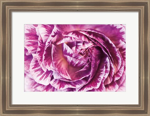 Framed Ranunculus Abstract VI Color Print