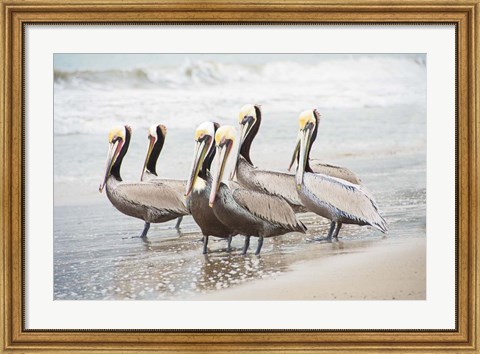 Framed Pacific Cool IV Print