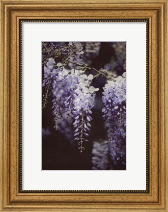 Framed Wisteria Cascade I Print